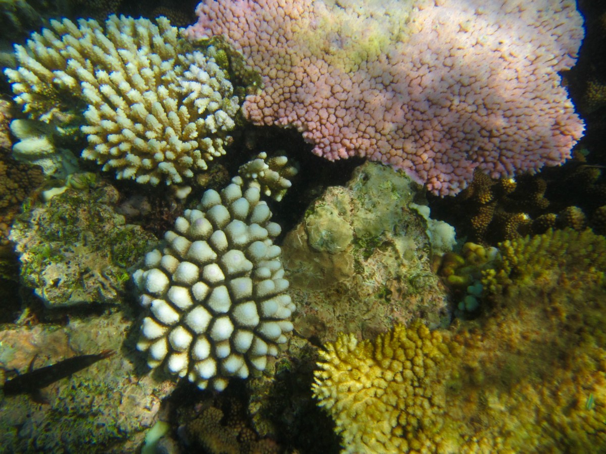Cairns-Great-Barrier-Reef-Australien-5