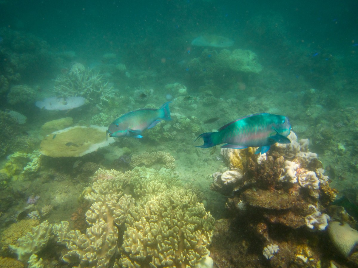 Cairns-Great-Barrier-Reef-Australien-8