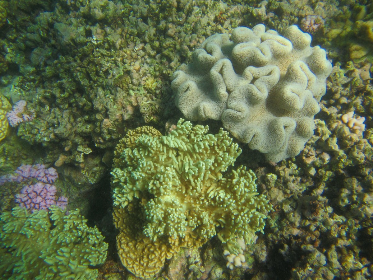 Cairns-Great-Barrier-Reef-Australien-9