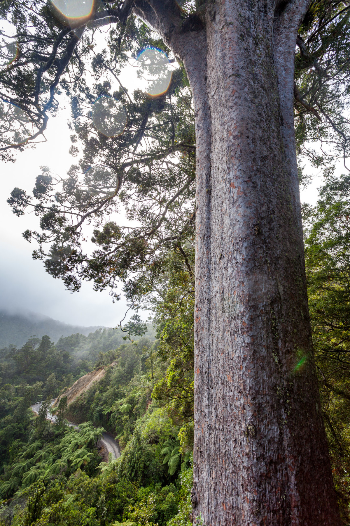 The-Coromandel-Neuseeland-7