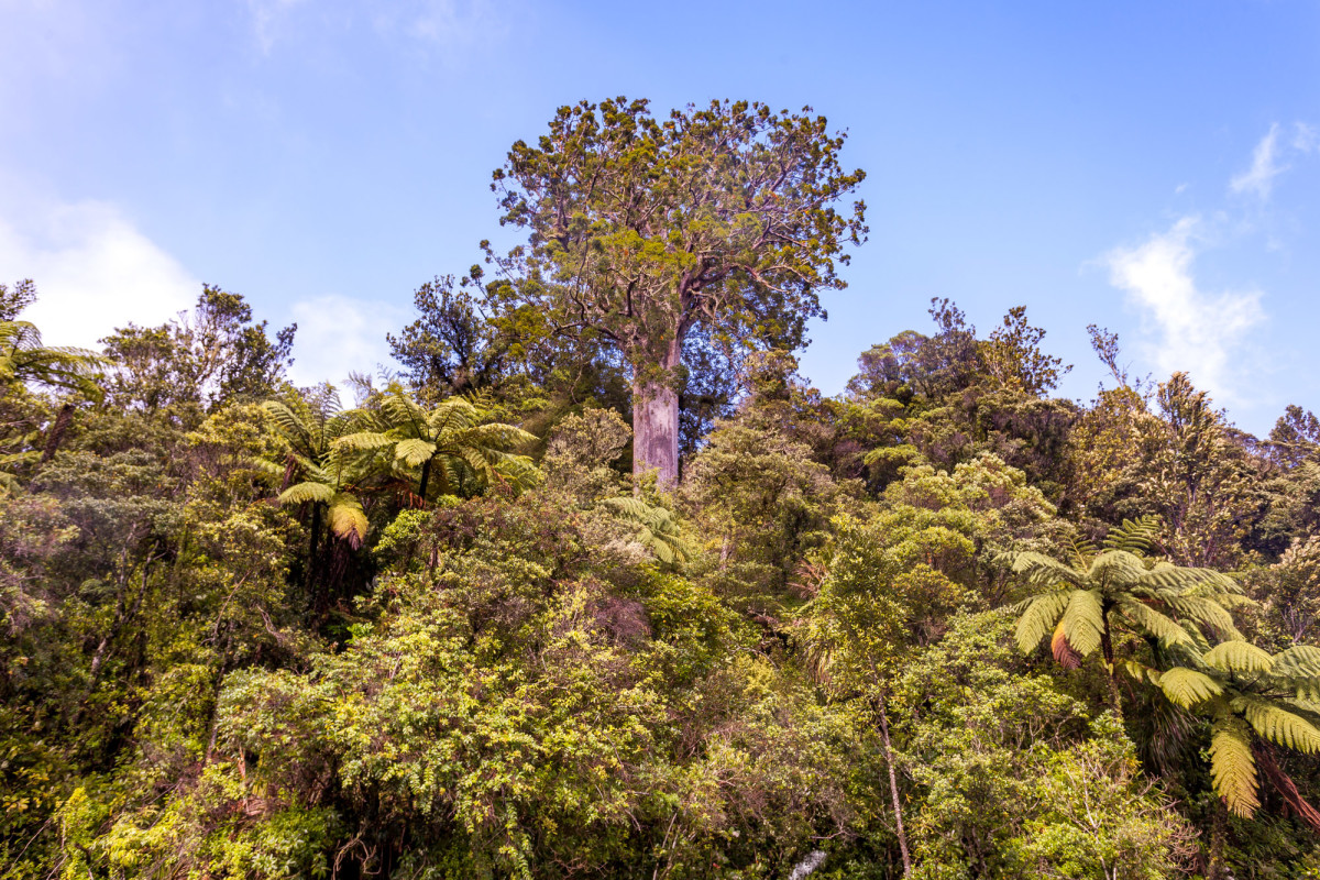 The-Coromandel-Neuseeland-9