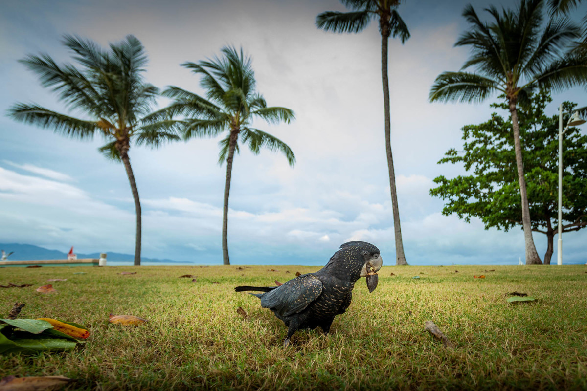 Townsville-Great-Barrier-Reef-Australien-3