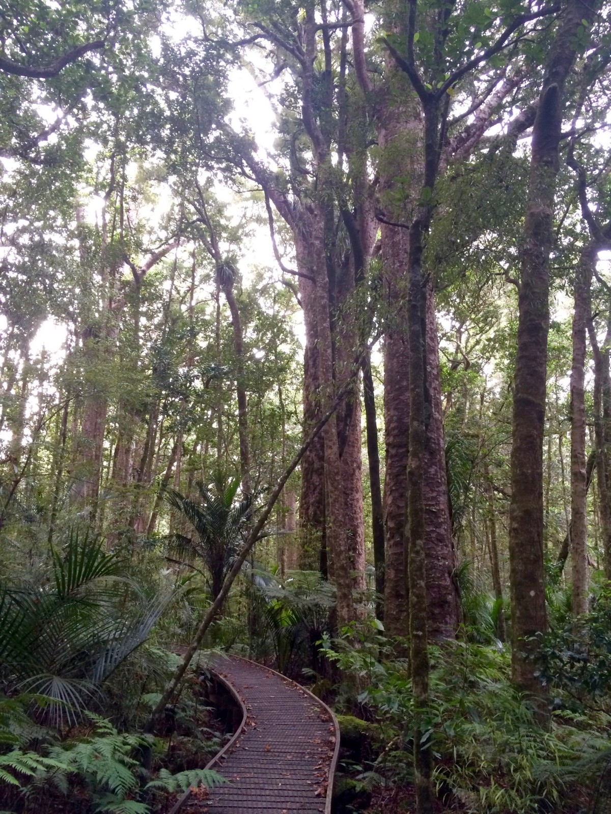 Waipoua-Kauri-Park-Neuseeland-4