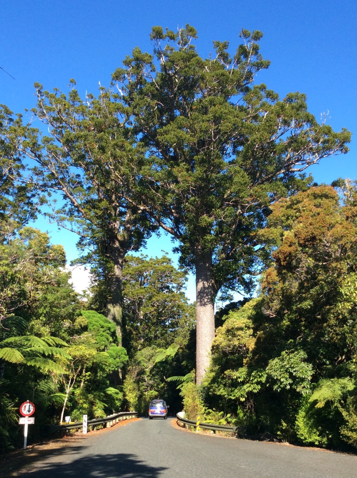 Waipoua-Kauri-Park-Neuseeland-8