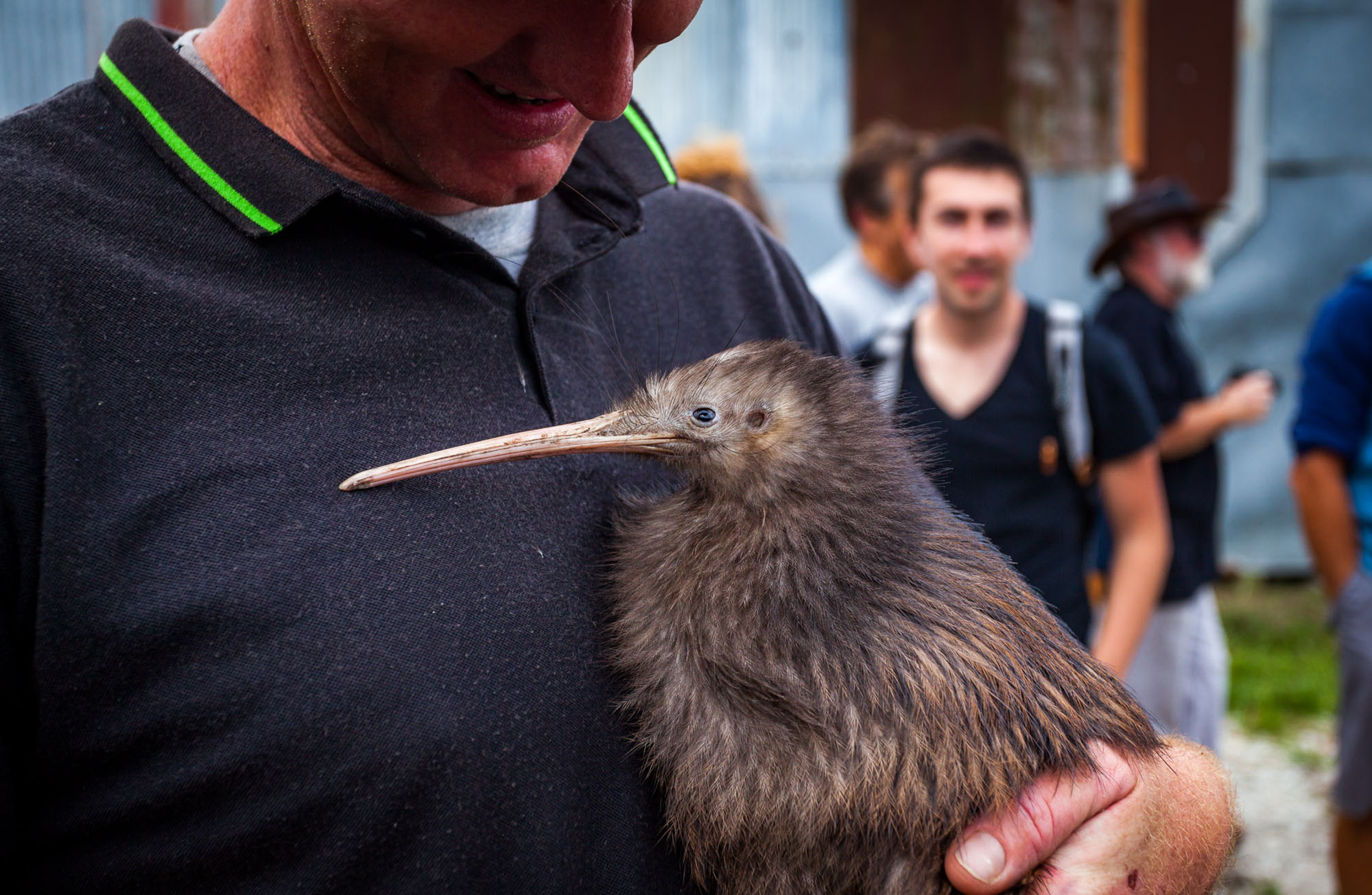 Whangarei – Kiwis sind auch Vögel