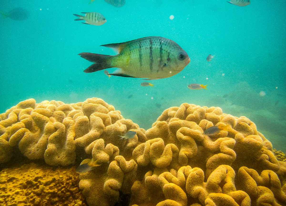 Whitsundays-Great-Barrier-Reef-Australien-10