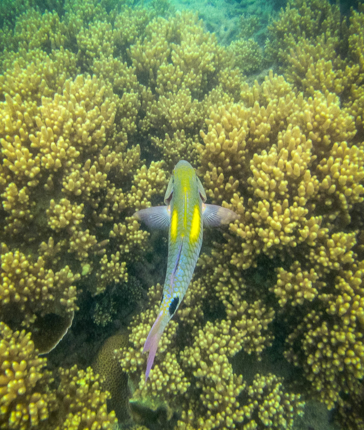 Whitsundays-Great-Barrier-Reef-Australien-11