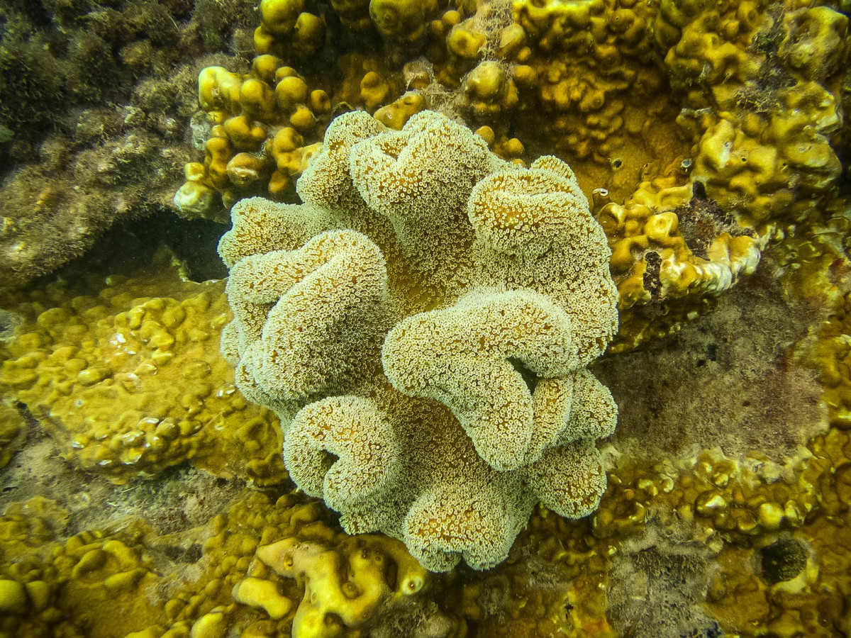 Whitsundays-Great-Barrier-Reef-Australien-13