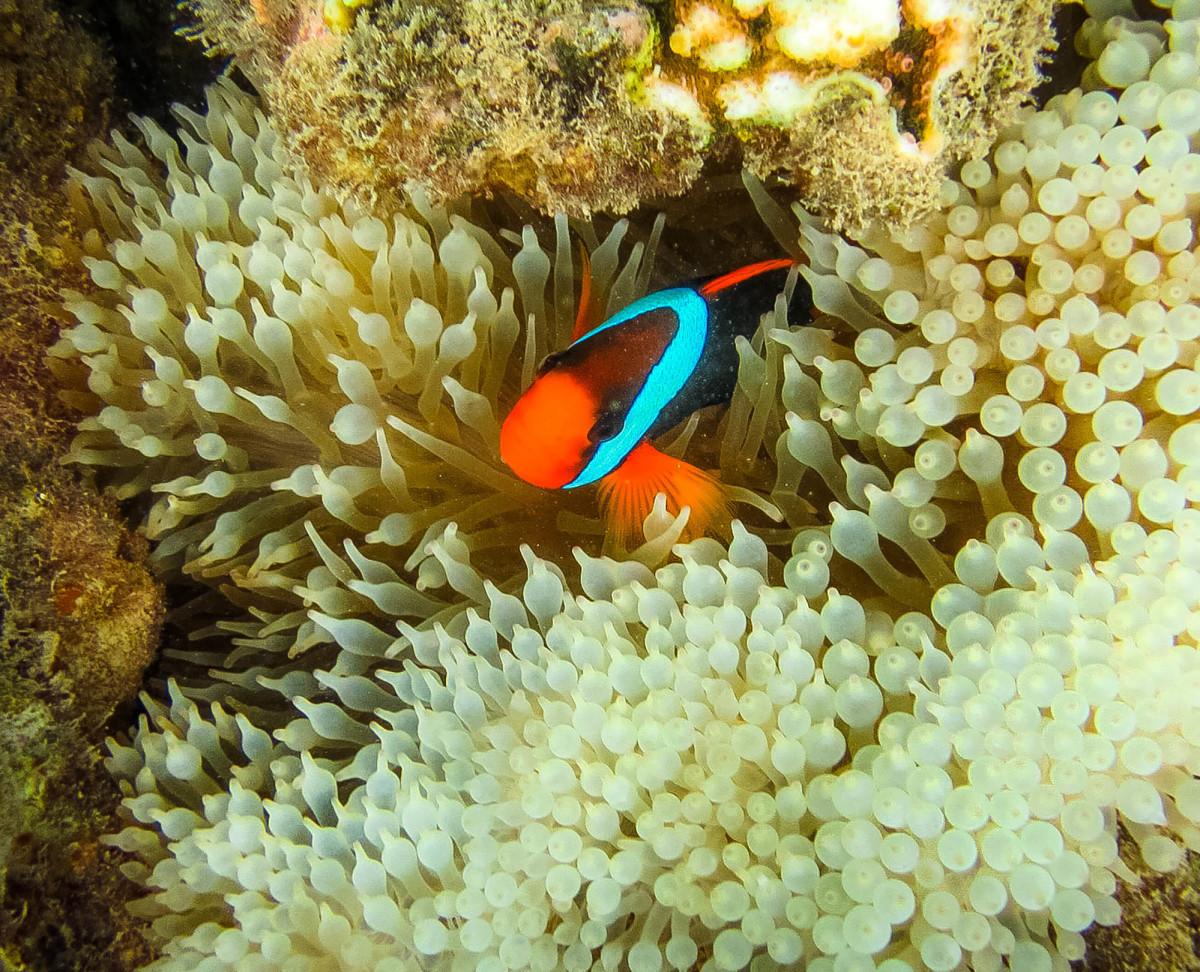 Whitsundays-Great-Barrier-Reef-Australien-14