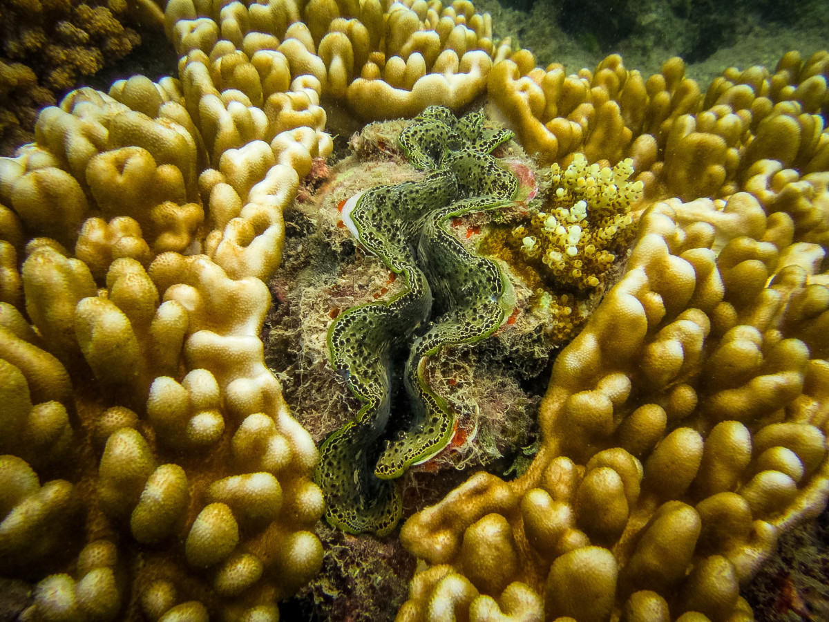 Whitsundays-Great-Barrier-Reef-Australien-16