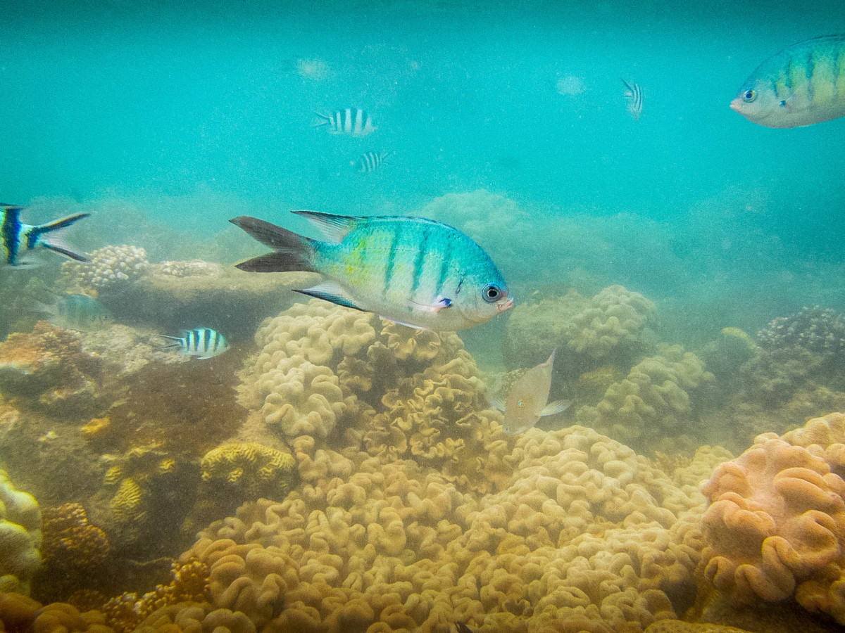 Whitsundays-Great-Barrier-Reef-Australien-18