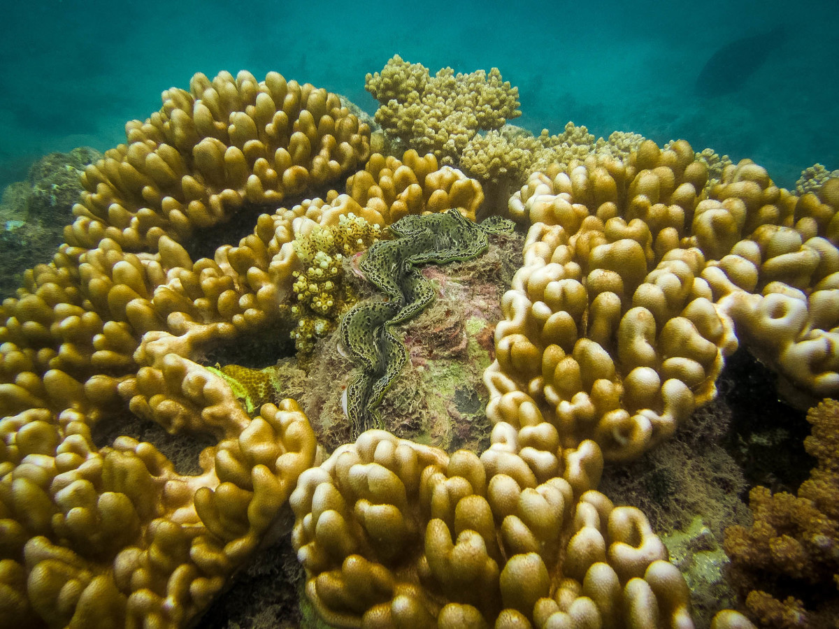 Whitsundays-Great-Barrier-Reef-Australien-21