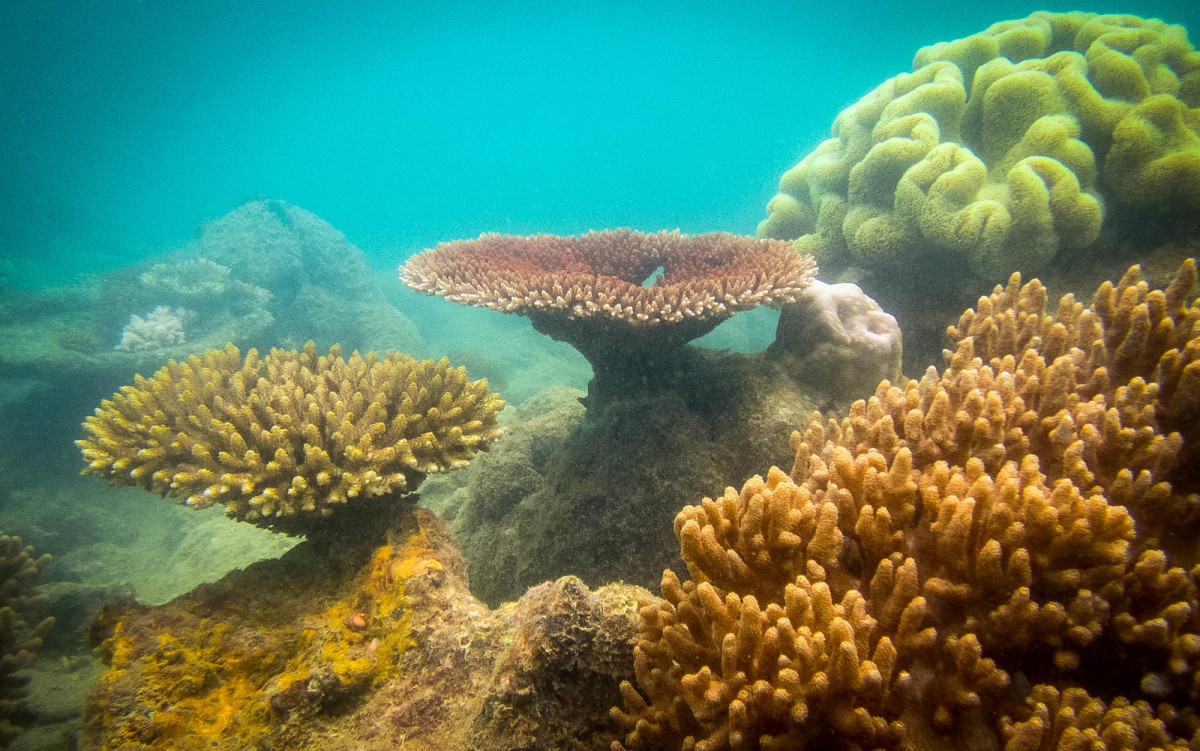 Whitsundays-Great-Barrier-Reef-Australien-22