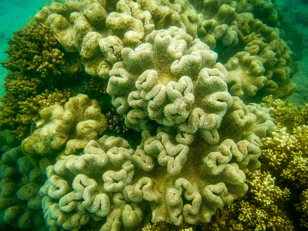 Whitsundays-Great-Barrier-Reef-Australien-4