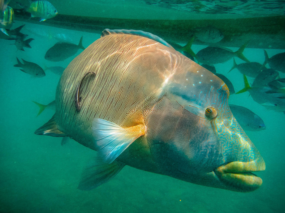 Whitsundays-Great-Barrier-Reef-Australien-7