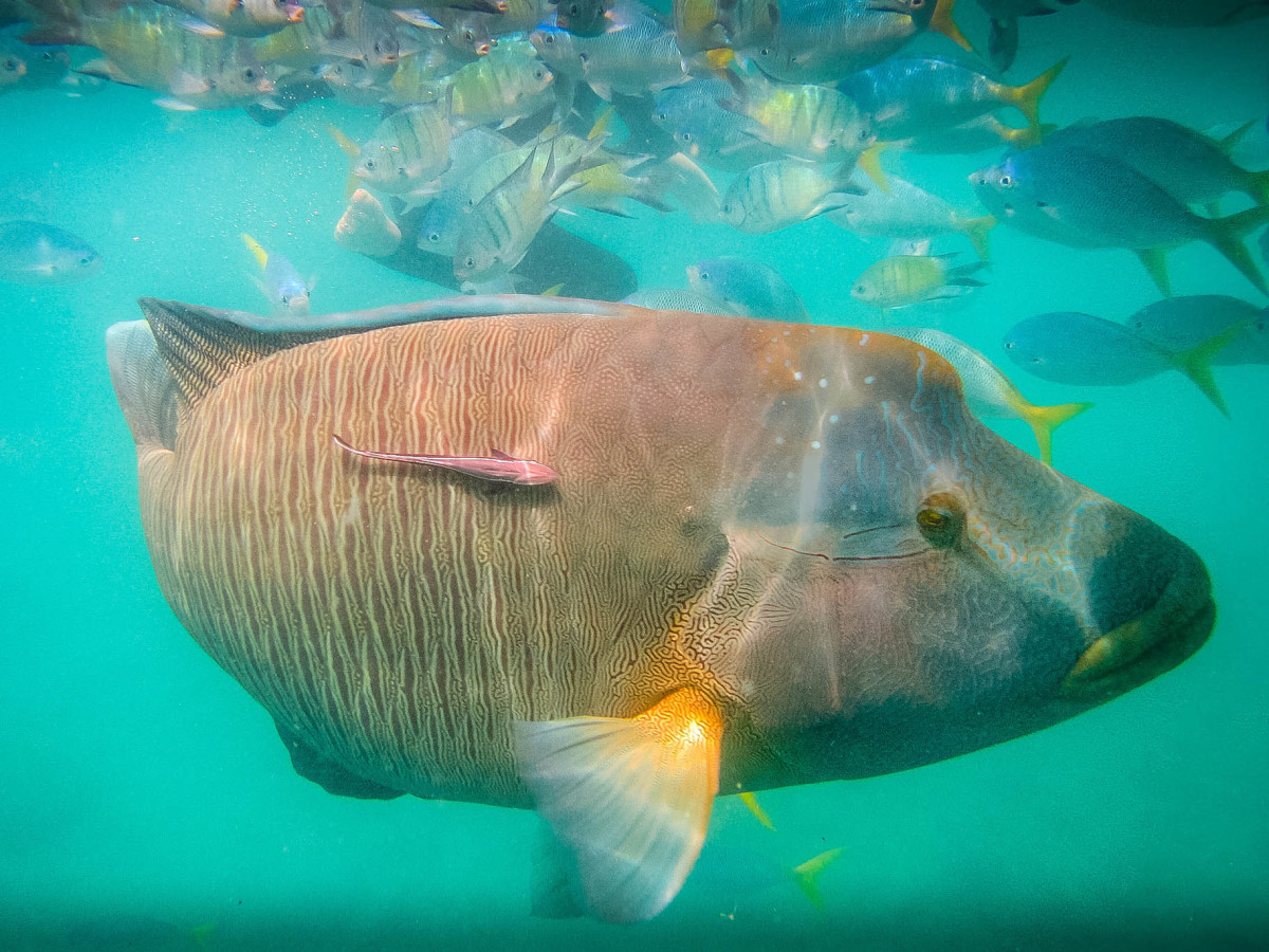 Whitsundays-Great-Barrier-Reef-Australien-8