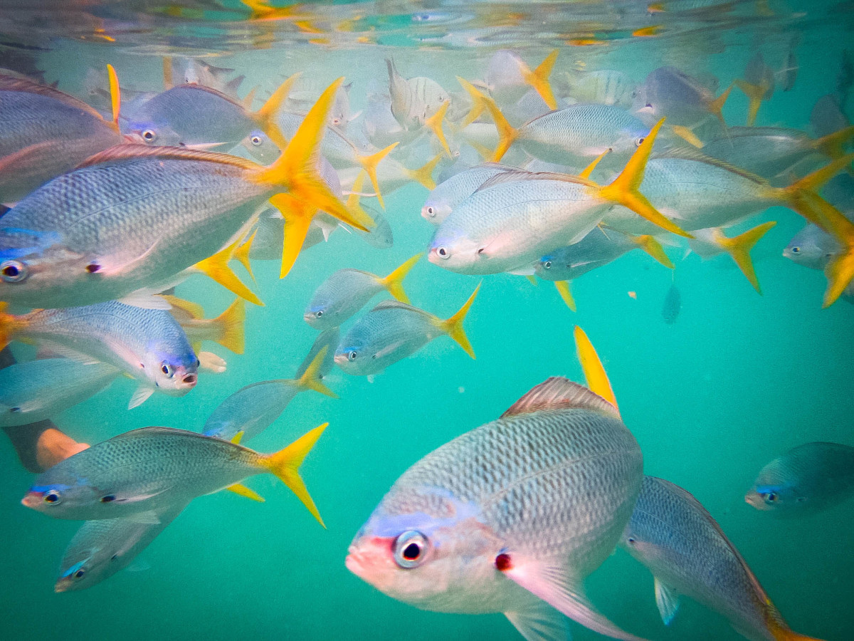 Whitsundays-Great-Barrier-Reef-Australien-9