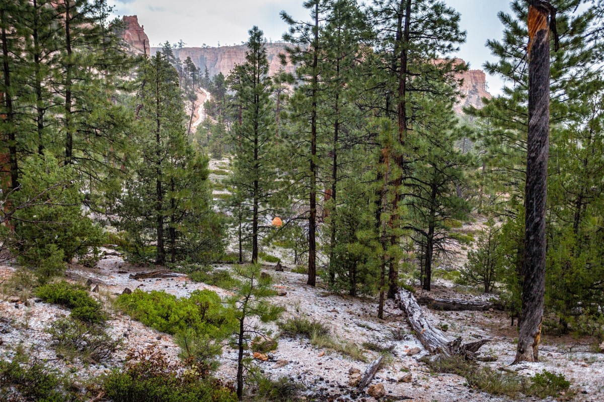 Bryce-Canyon-Nationalpark-Utah-USA-13