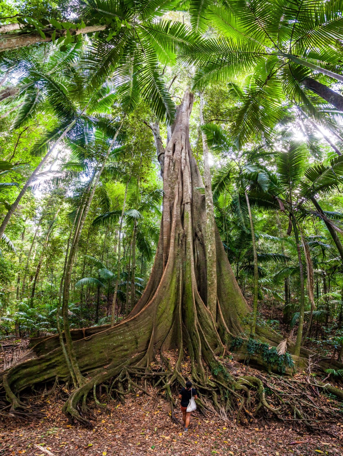 Fig-Tree-Walk-Australien-2