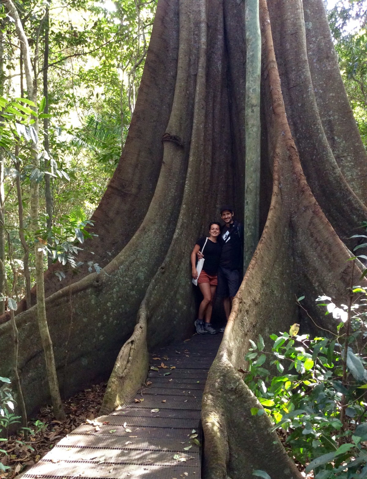 Fig-Tree-Walk-Australien-3