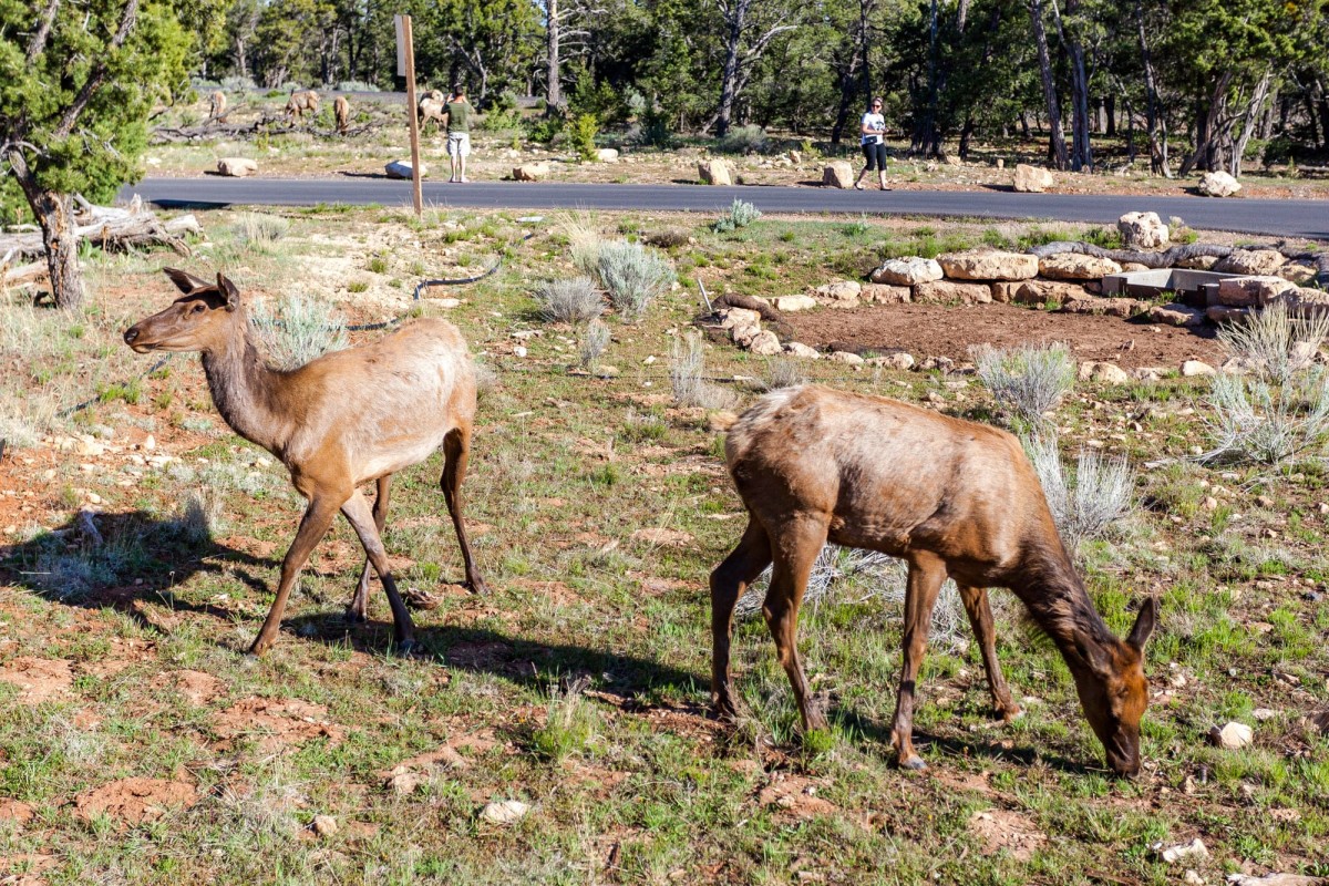 Grand-Canyon-Arizona-USA-1