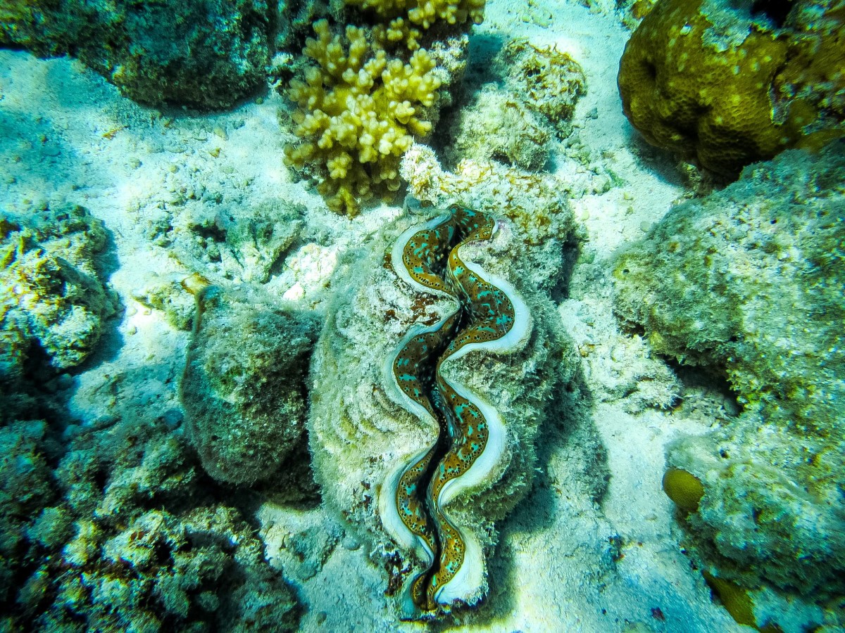 Lady-Musgrave-Great-Barrier-Reef-Australien-51