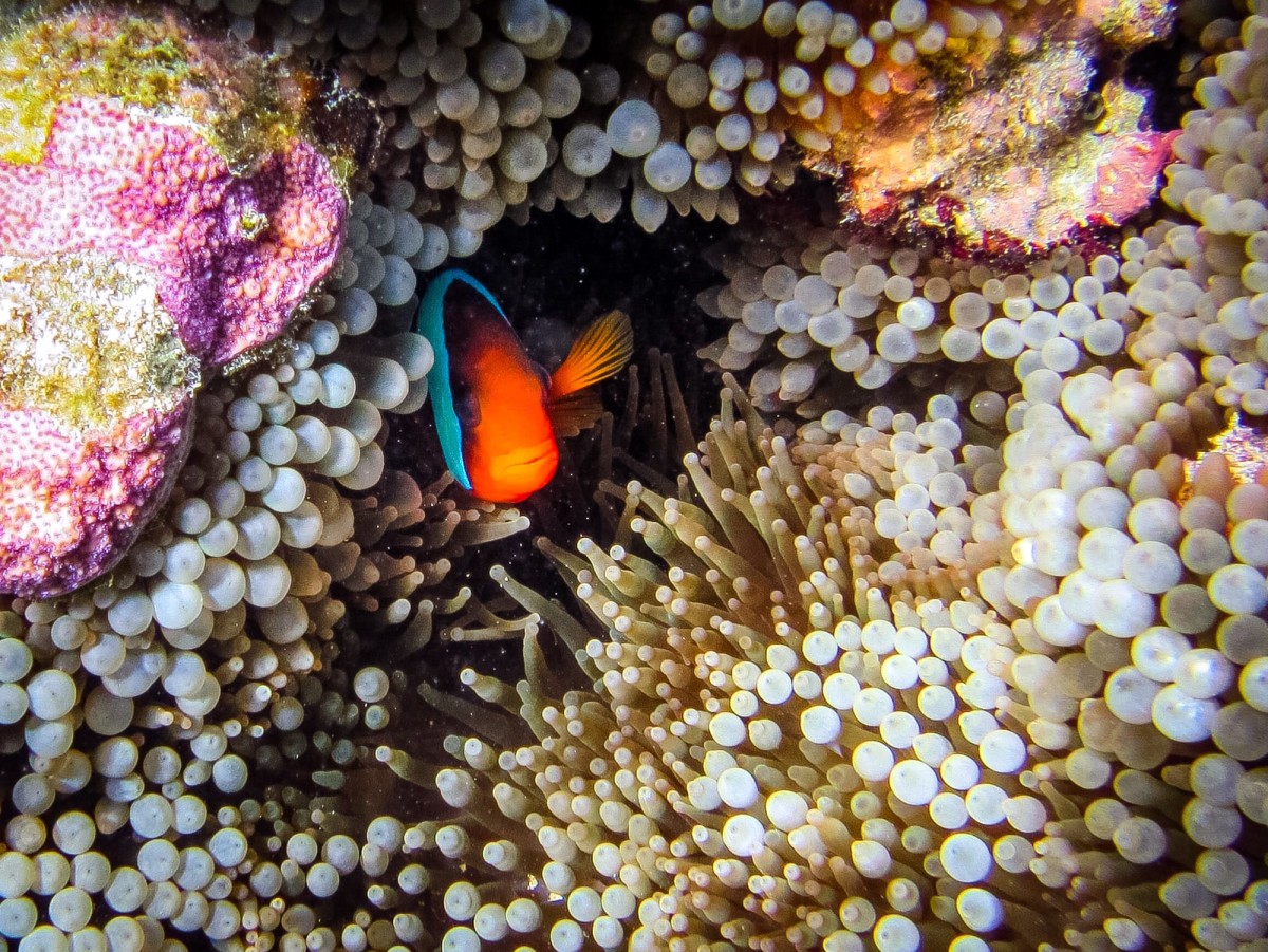 Lady-Musgrave-Great-Barrier-Reef-Australien-52