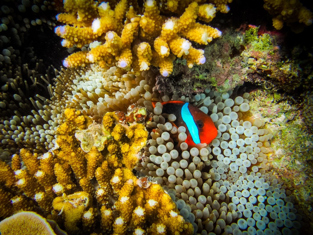 Lady-Musgrave-Great-Barrier-Reef-Australien-54