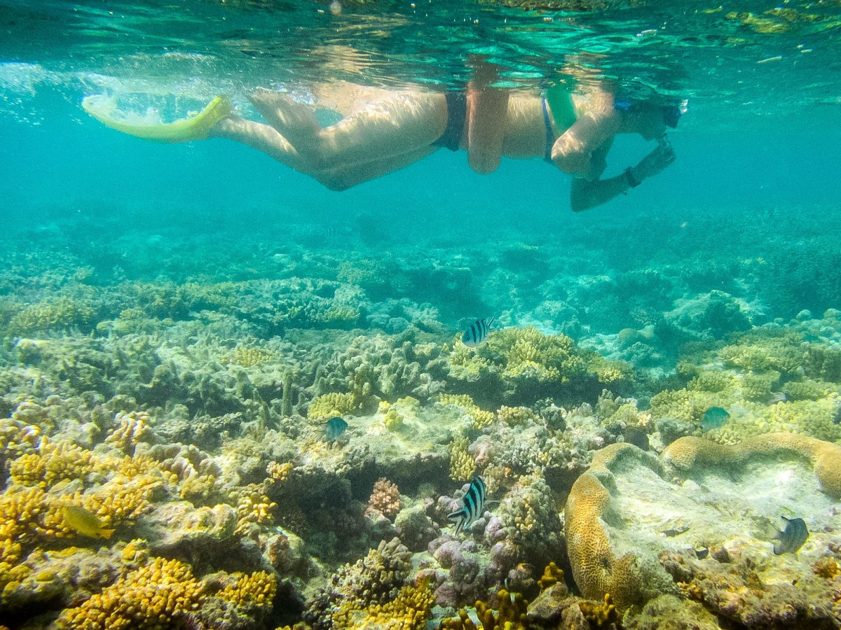 Lady-Musgrave-Great-Barrier-Reef-Australien-56