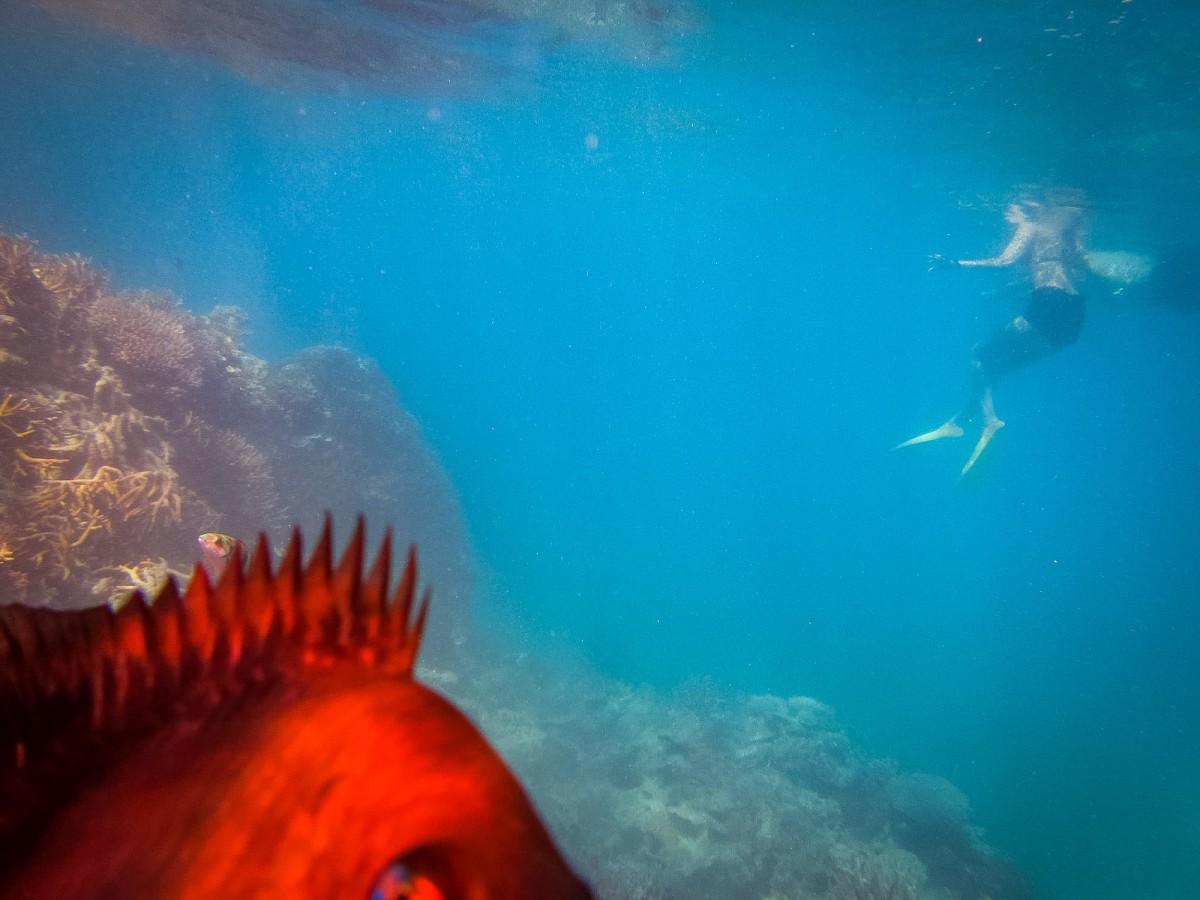 Lady-Musgrave-Great-Barrier-Reef-Australien-57