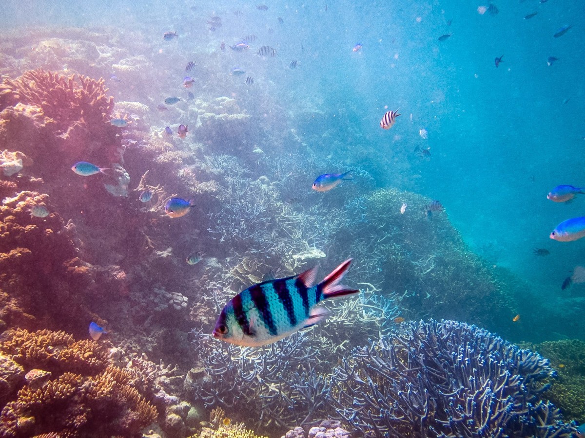 Lady-Musgrave-Great-Barrier-Reef-Australien-59