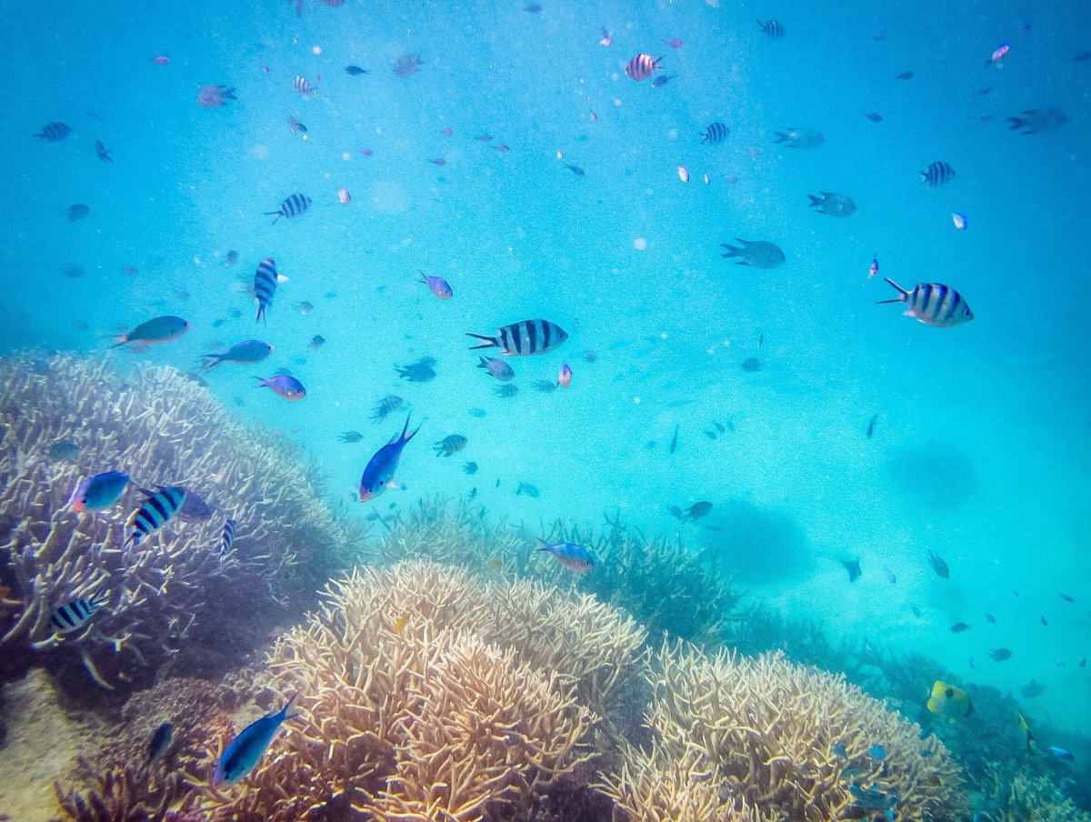 Lady-Musgrave-Great-Barrier-Reef-Australien-61