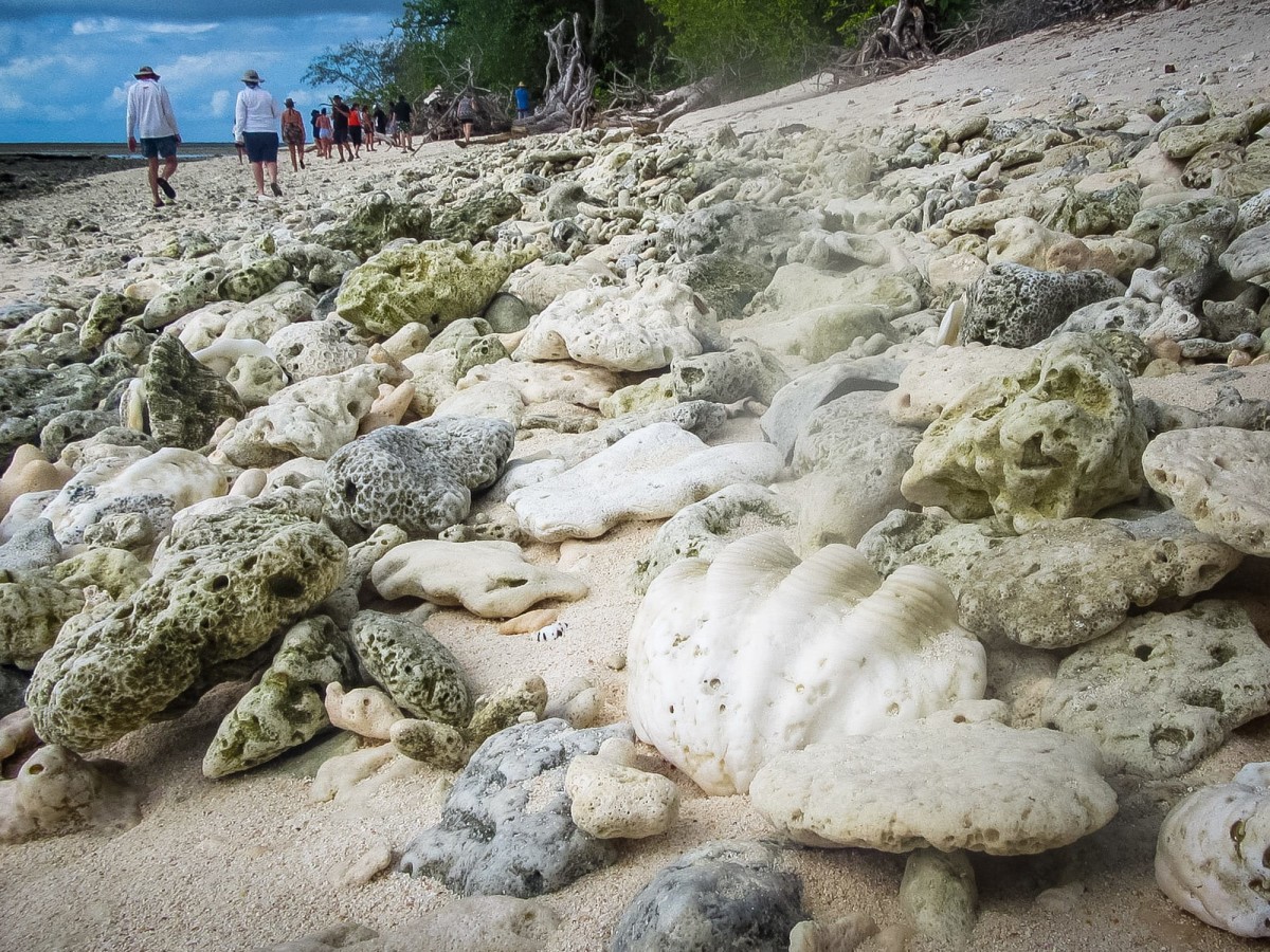 Lady-Musgrave-Great-Barrier-Reef-Australien-64