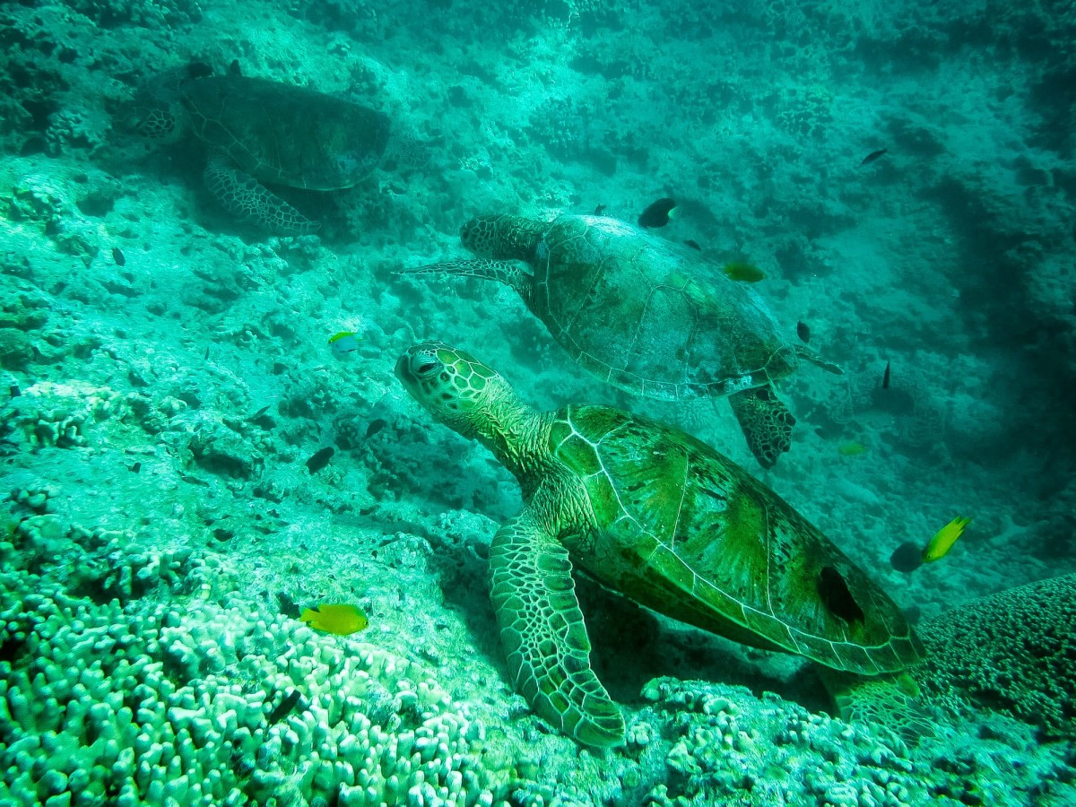 Lady-Musgrave-Great-Barrier-Reef-Australien-66