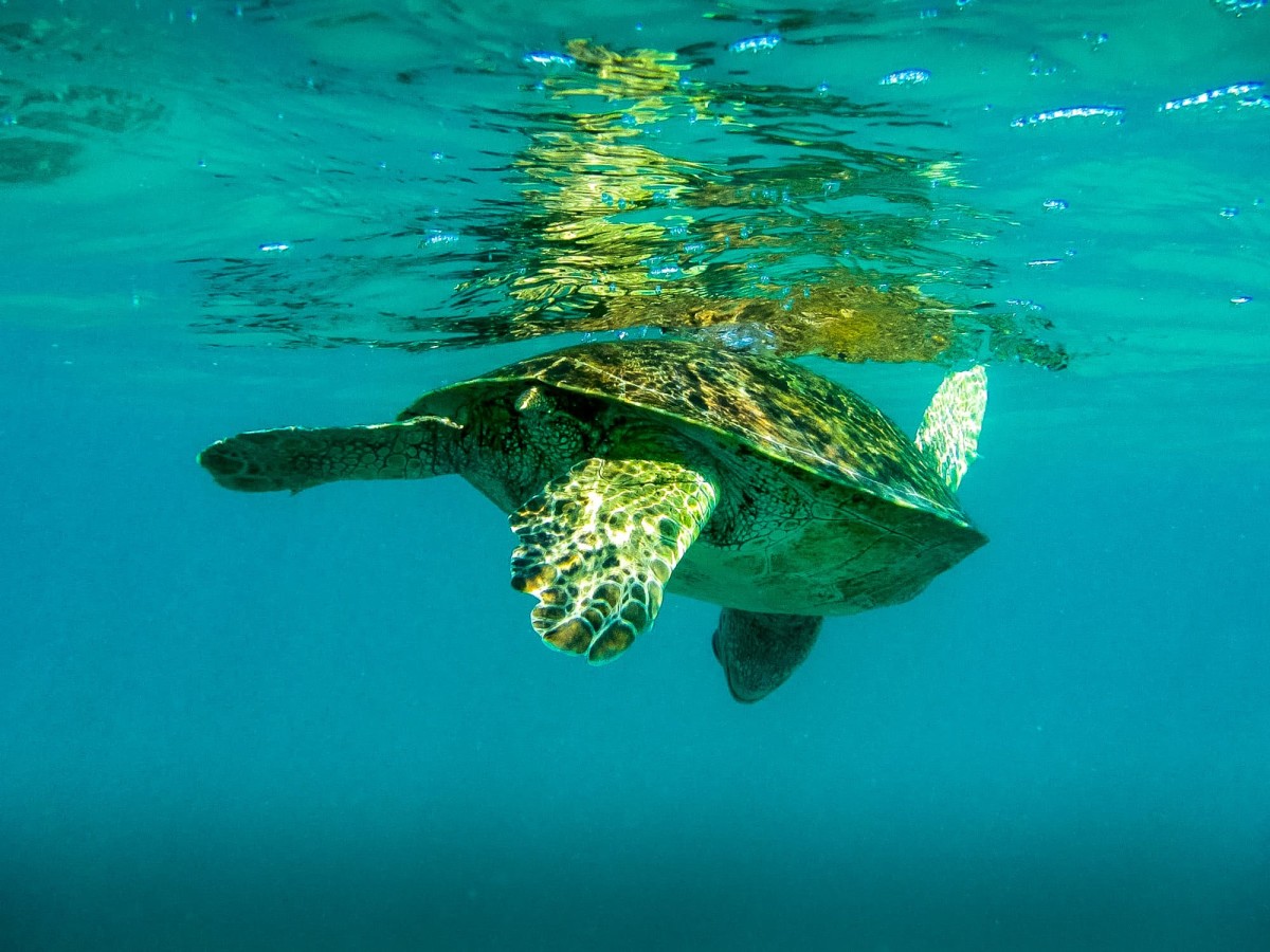 Lady-Musgrave-Great-Barrier-Reef-Australien-68