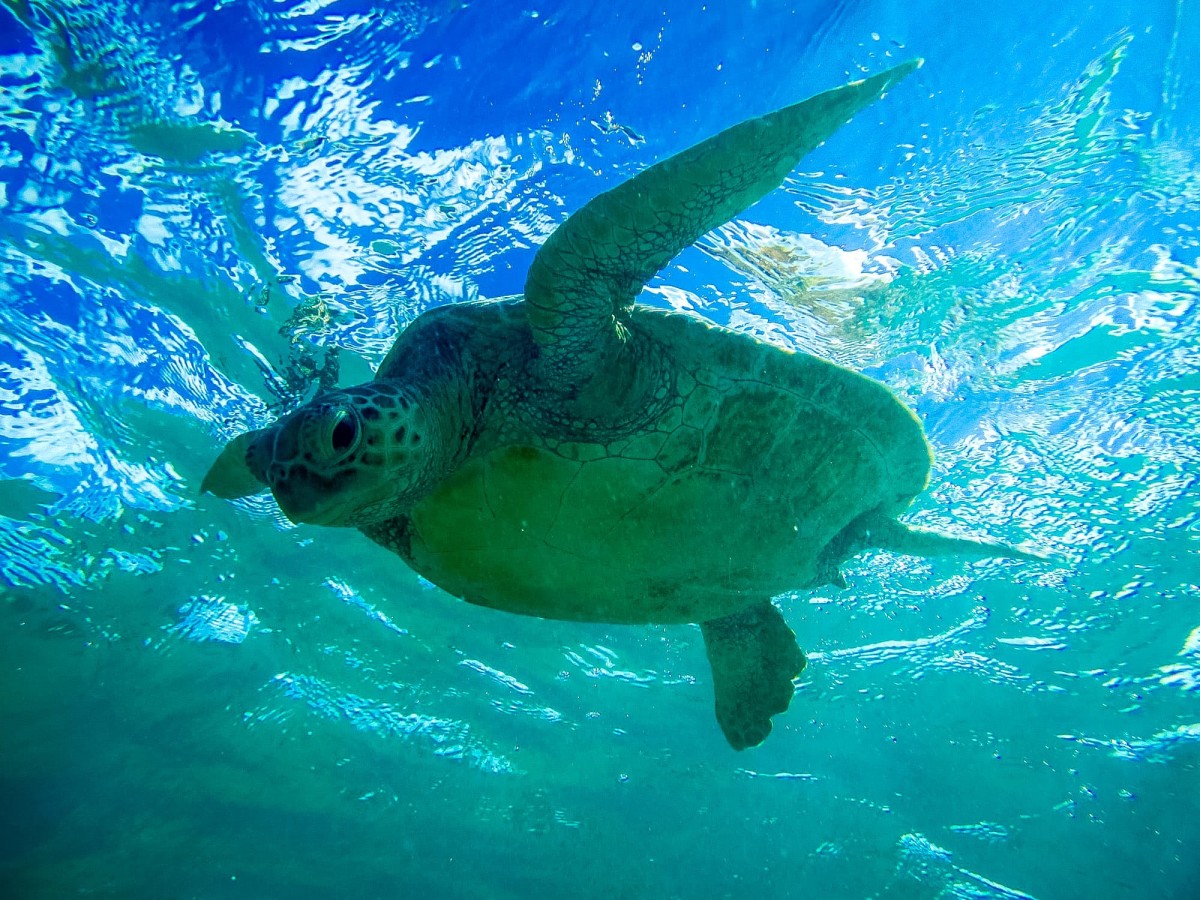 Lady-Musgrave-Great-Barrier-Reef-Australien-69