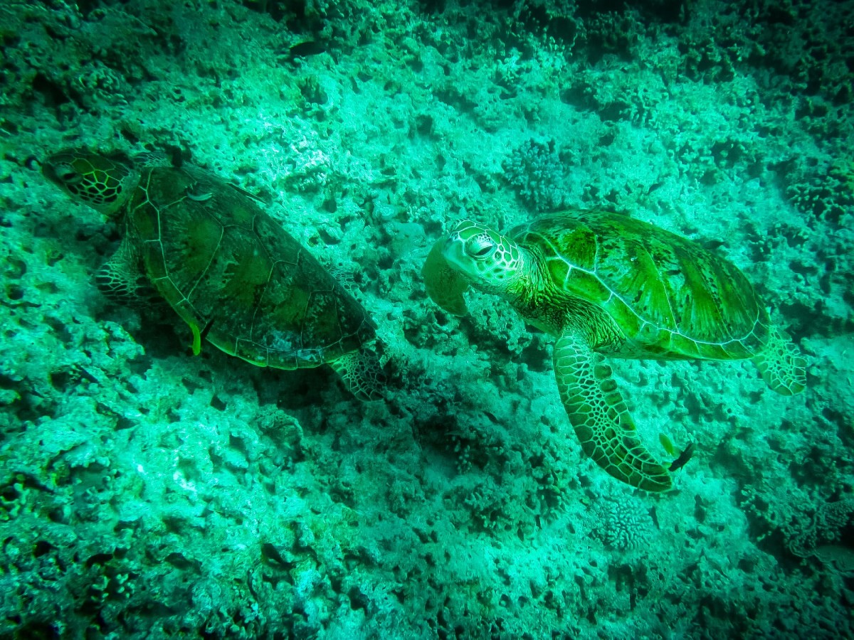 Lady-Musgrave-Great-Barrier-Reef-Australien-70