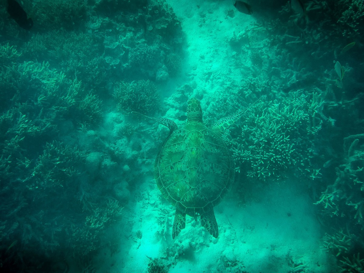 Lady-Musgrave-Great-Barrier-Reef-Australien-71