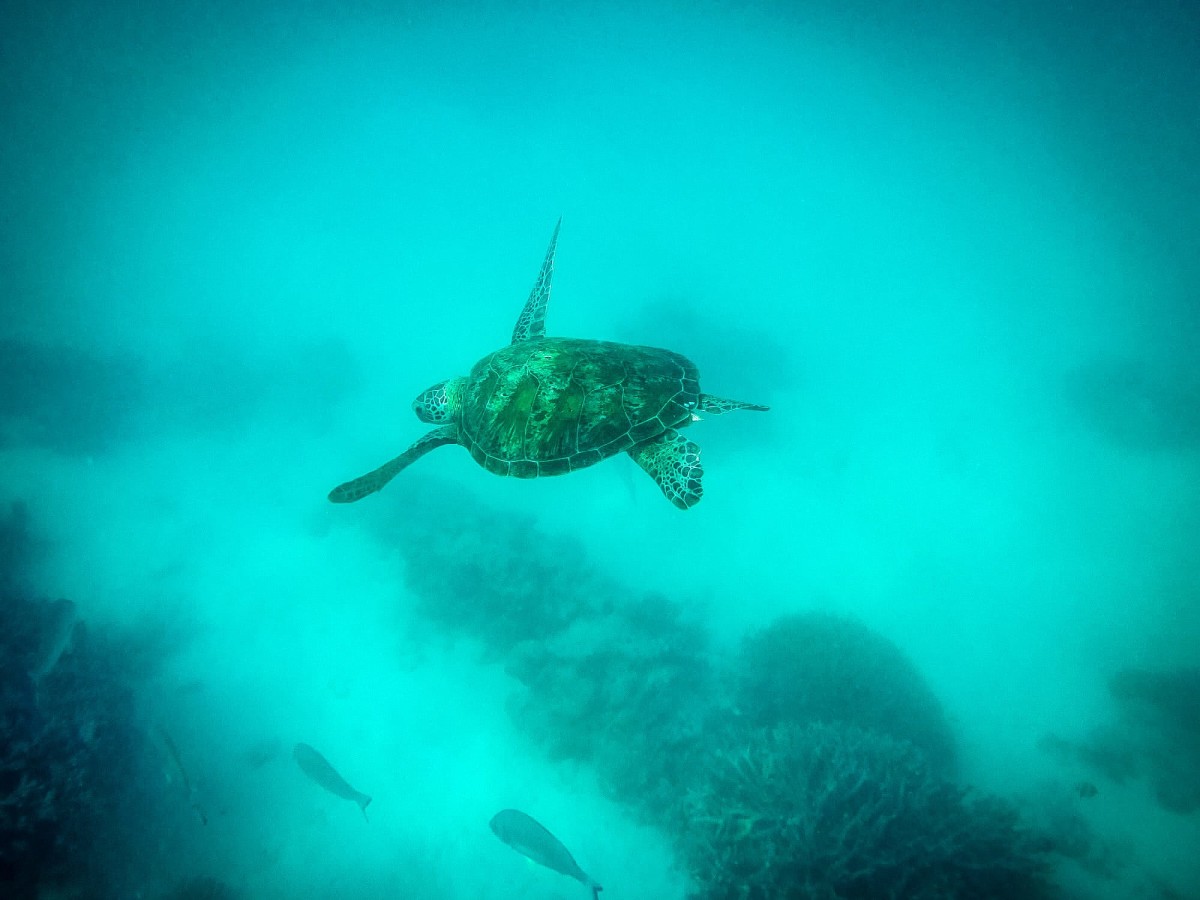 Lady-Musgrave-Great-Barrier-Reef-Australien-72