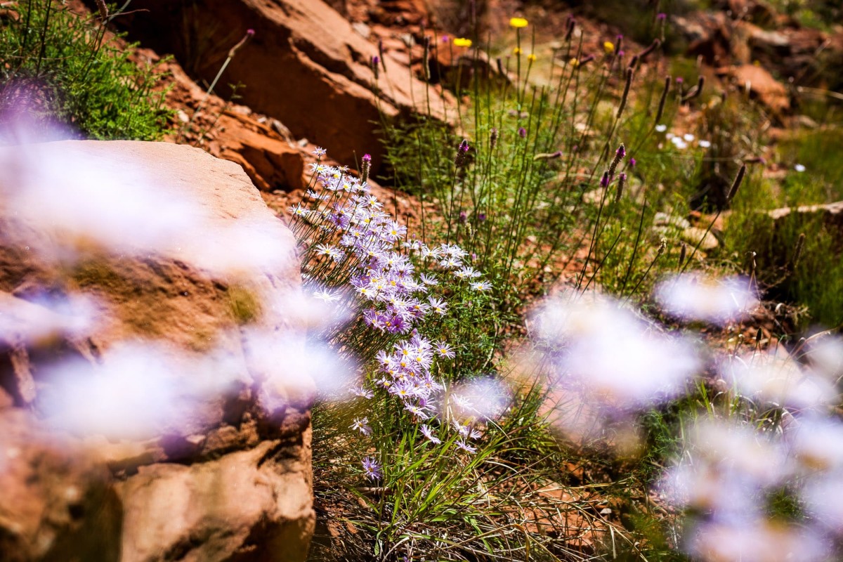 Zion-National-Park-Utah-USA-26