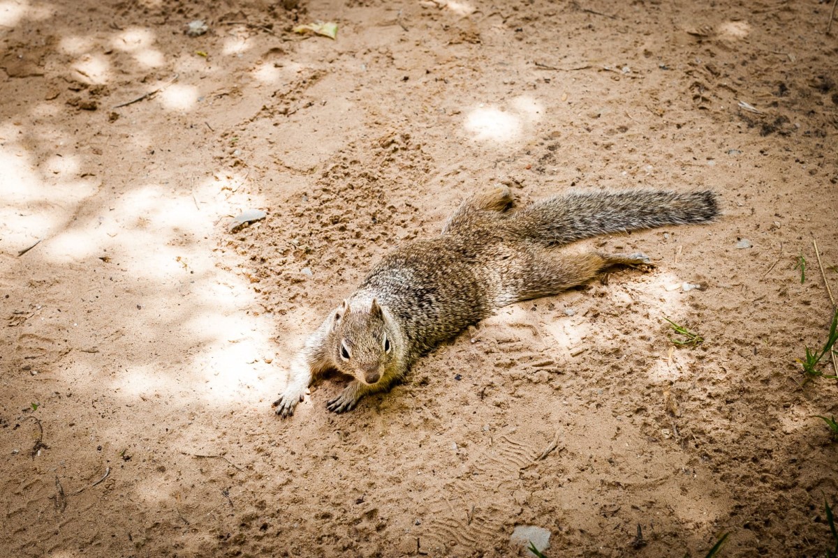 Zion-National-Park-Utah-USA-28