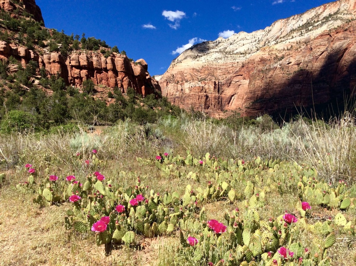 Zion-National-Park-Utah-USA-44