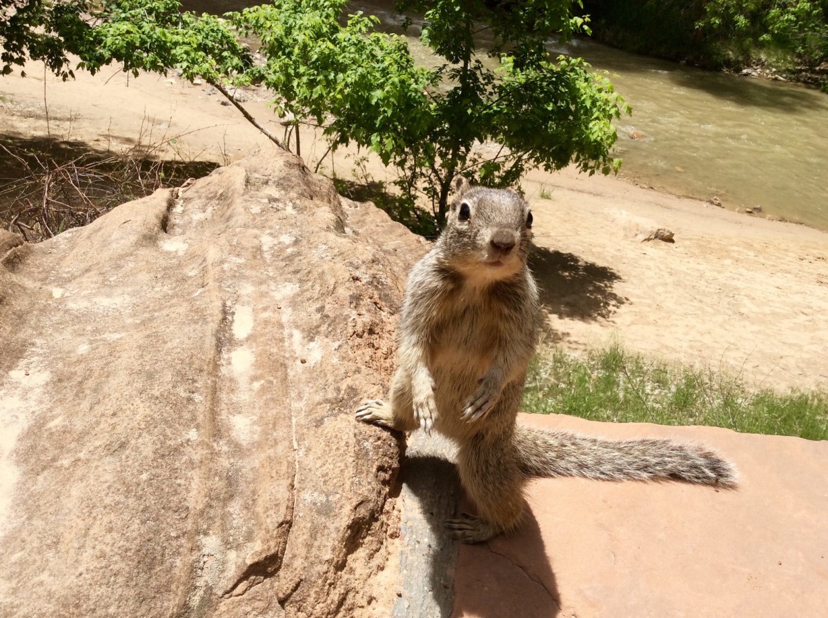 Zion-National-Park-Utah-USA-51