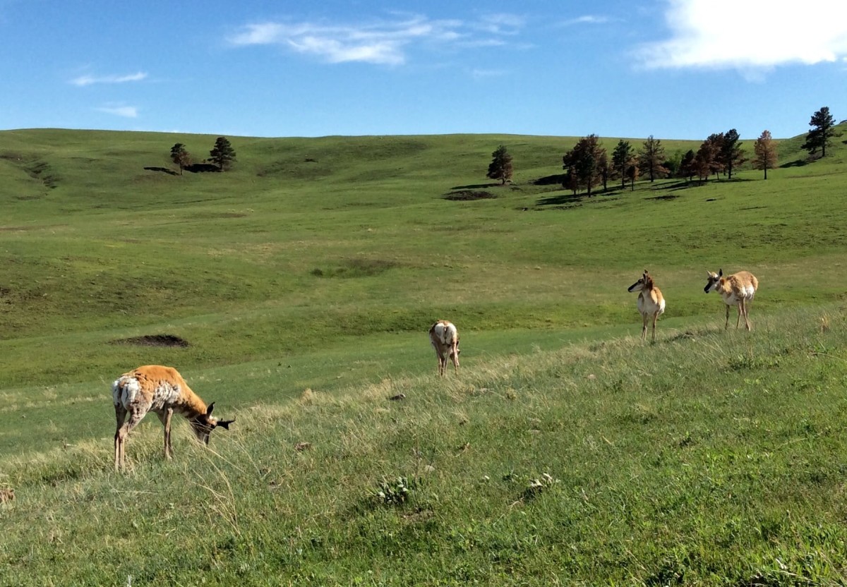 Custer-State-Park-South-Dakota-USA-13