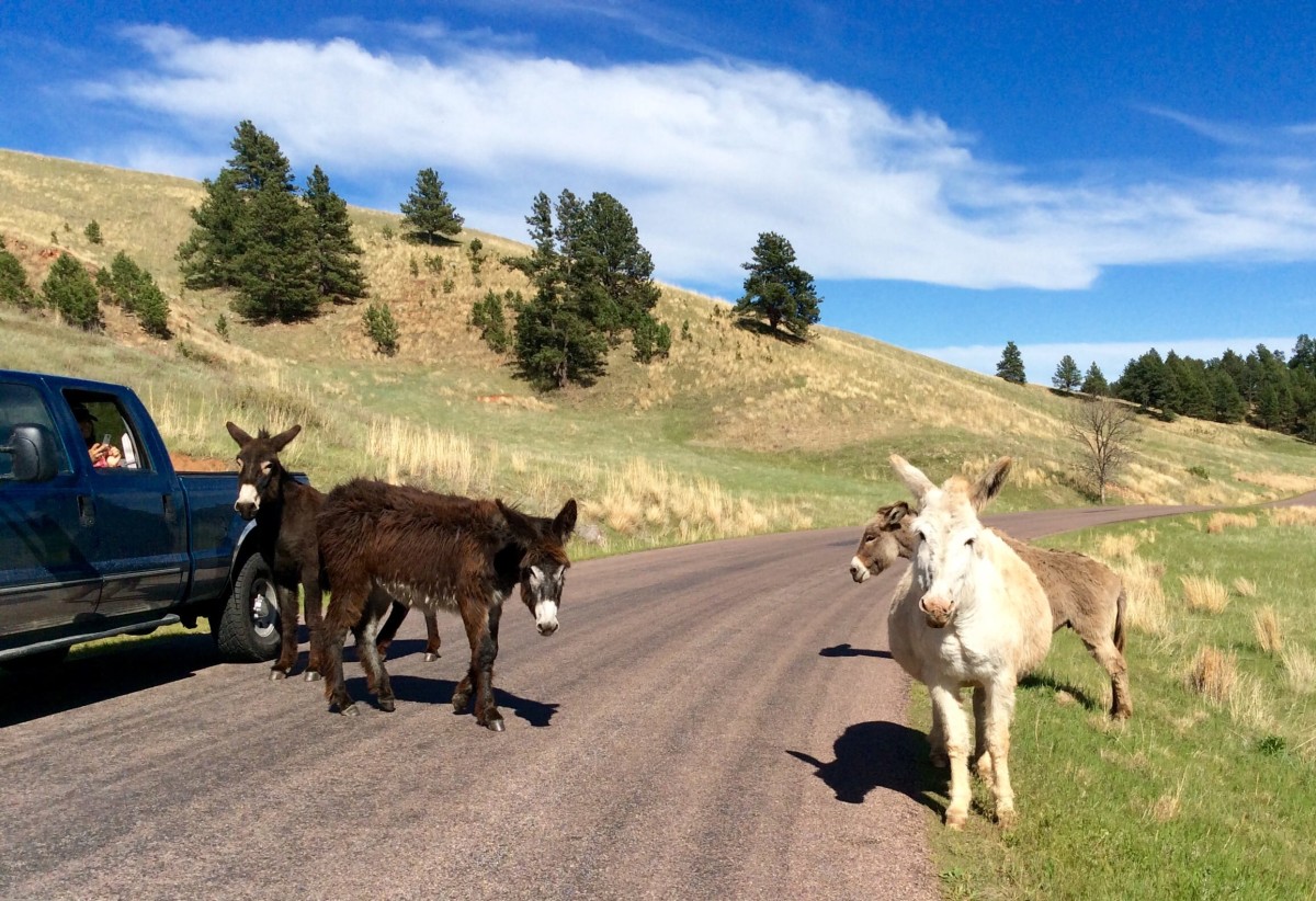 Custer-State-Park-South-Dakota-USA-14