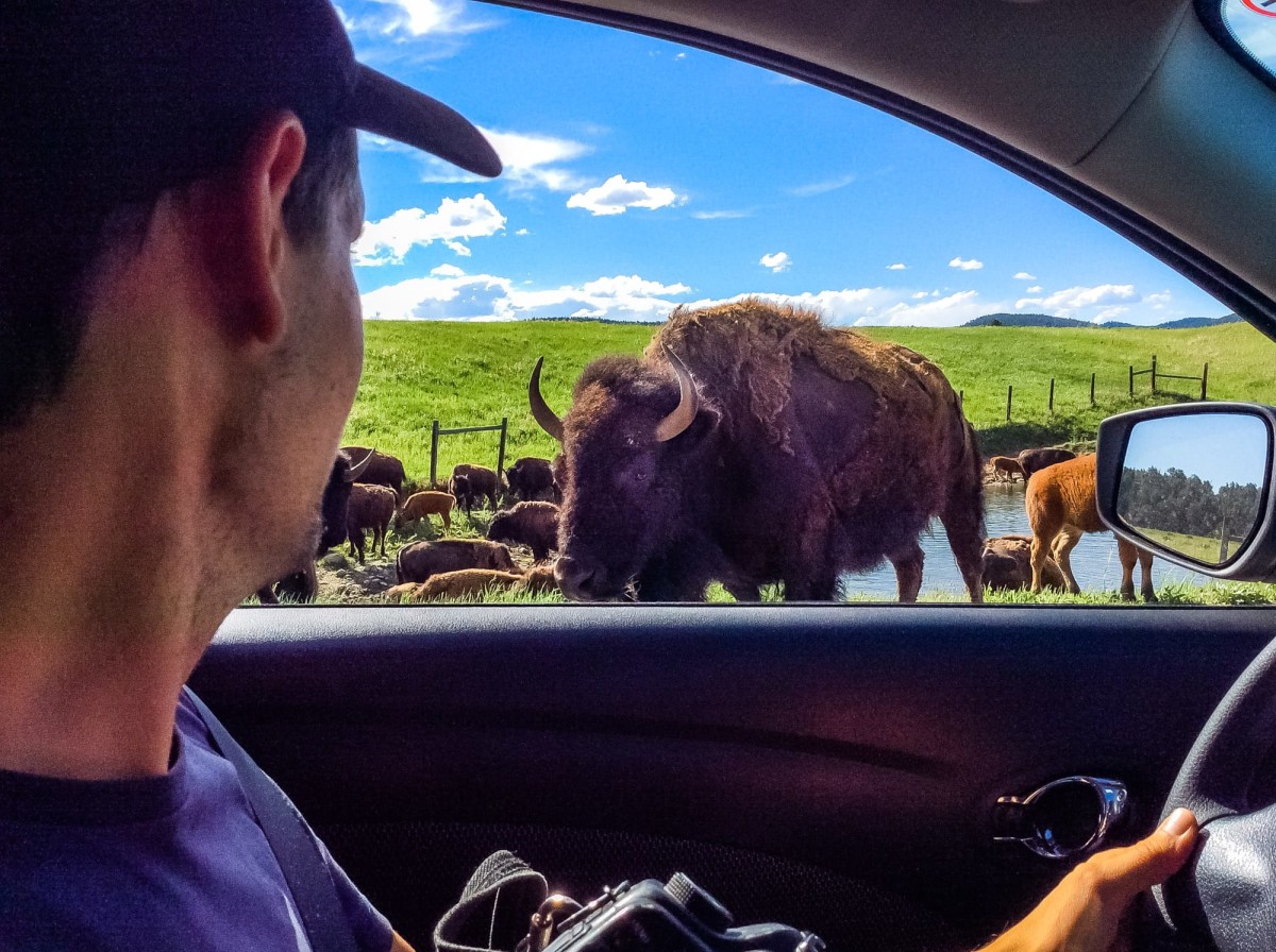 Custer-State-Park-South-Dakota-USA-15