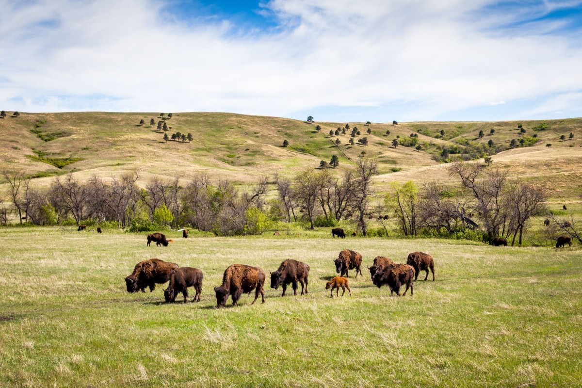 Custer-State-Park-South-Dakota-USA-2