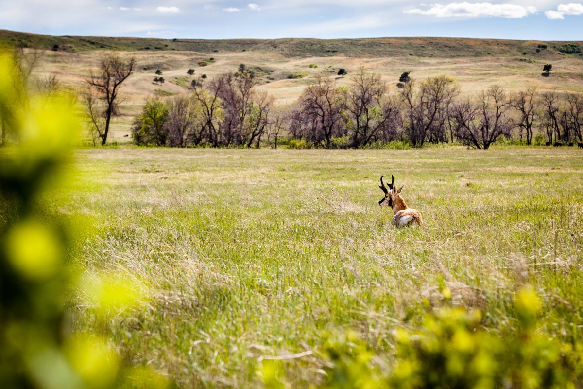 Custer-State-Park-South-Dakota-USA-4