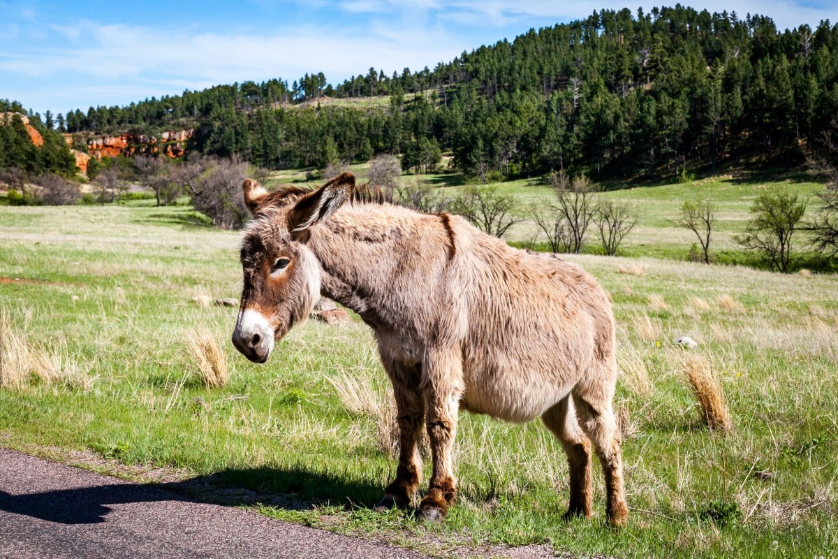 Custer-State-Park-South-Dakota-USA-6