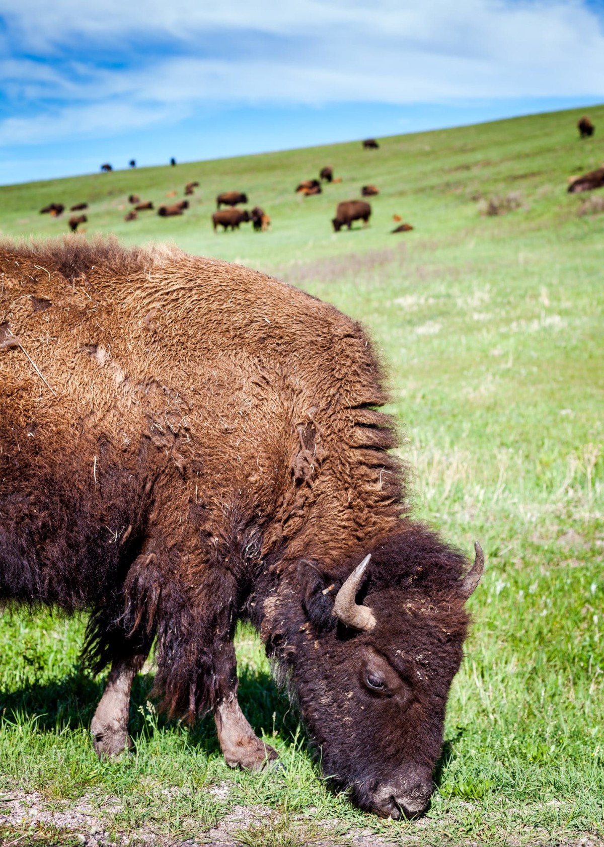 Custer-State-Park-South-Dakota-USA-7